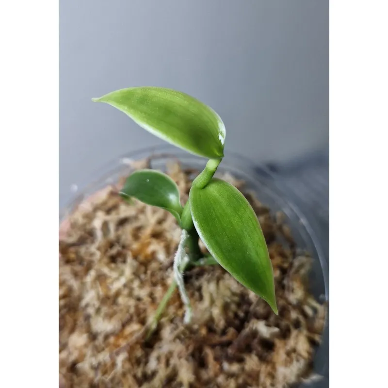 Vanilla Pompona Grandiflora