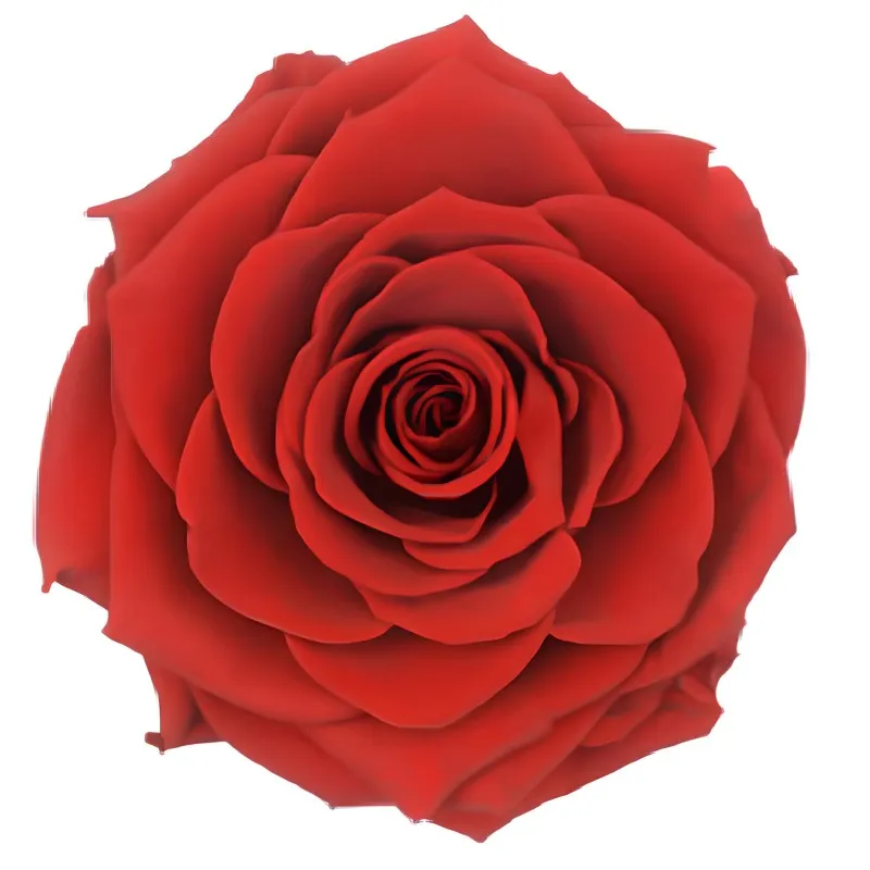 Roses éternelles (pack de 30 roses)