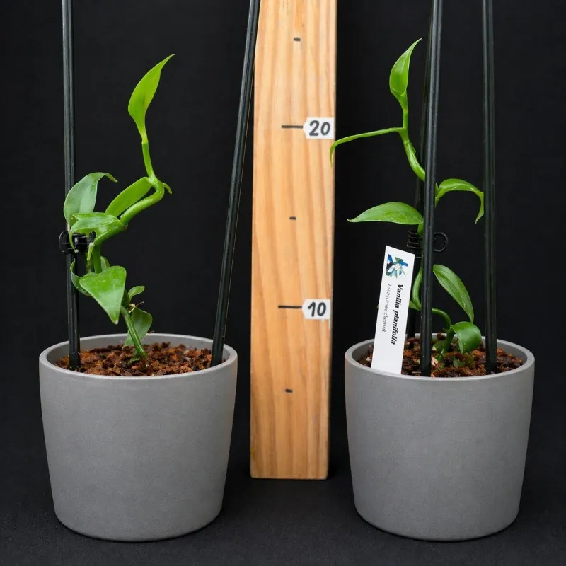 Vanilla planifolia (Orchidée vanille – 10/15cm)
