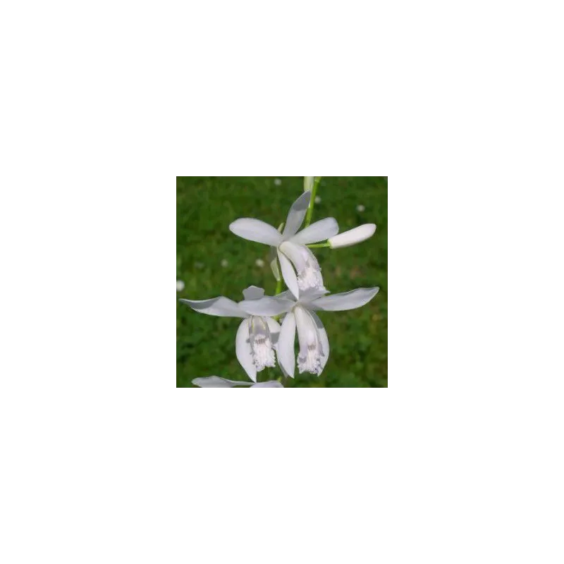 Bletilla striata "alba"