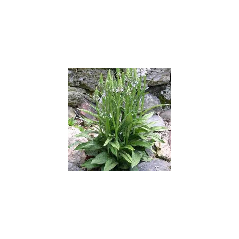 Dactylorhiza fuchsii