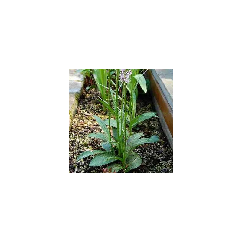 Dactylorhiza maculata
