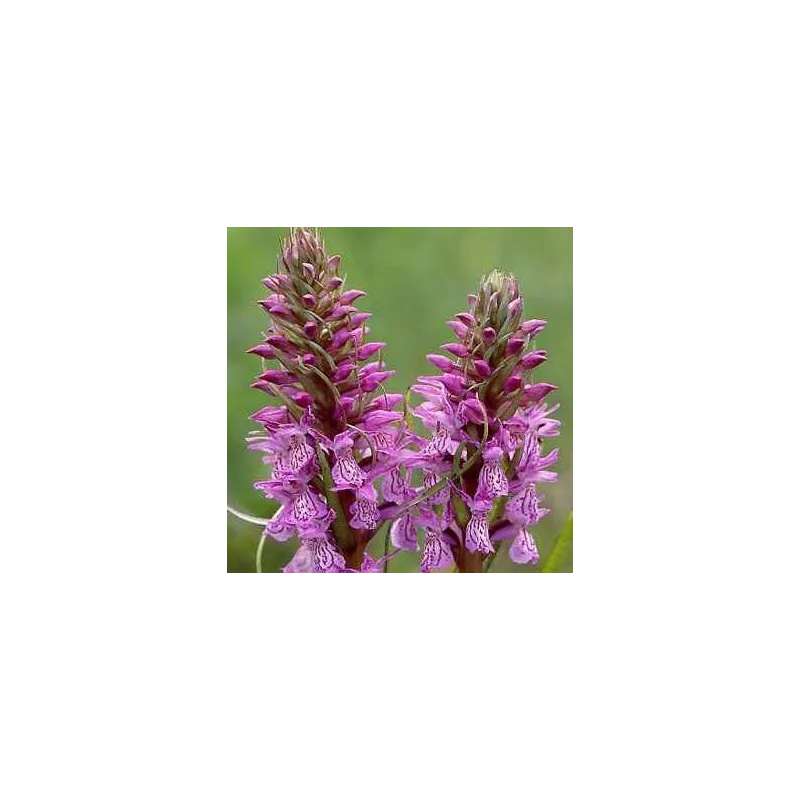 Dactylorhiza majalis