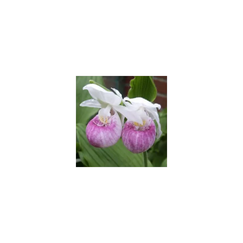 Cypripedium reginae