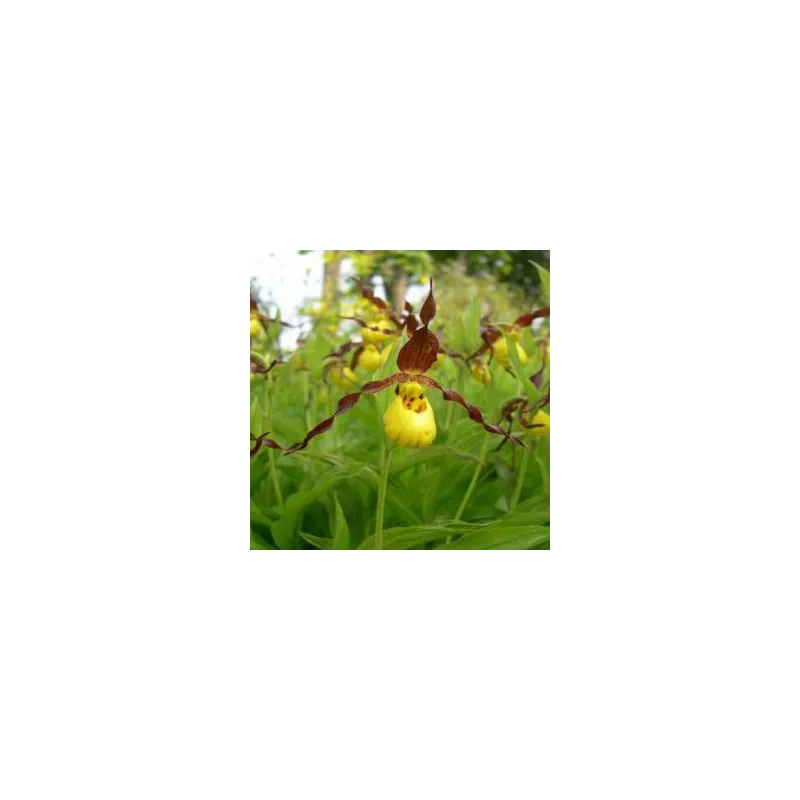 Cypripedium parviflorum