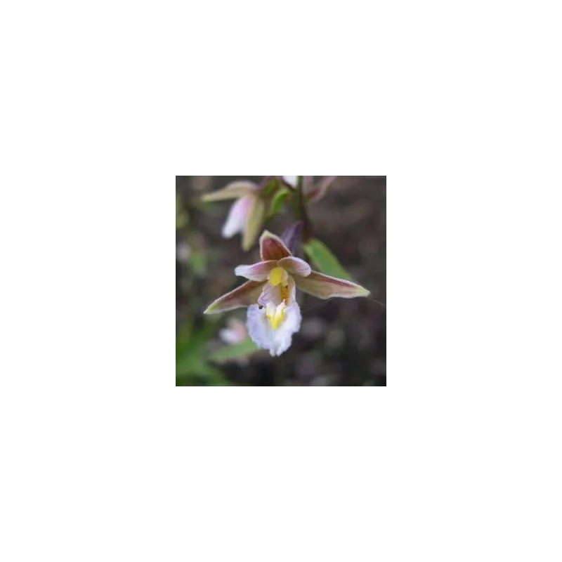 Epipactis palustris