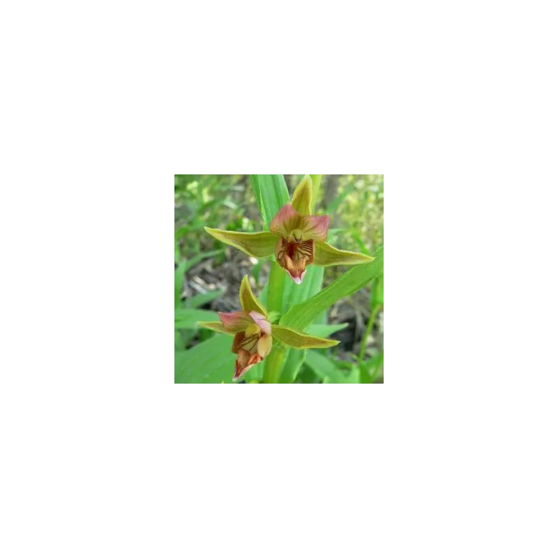 Epipactis gigantea