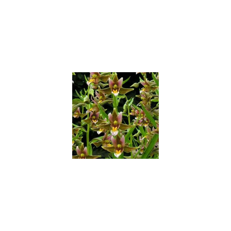 Epipactis "sabine"