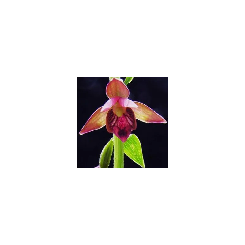 Epipactis royleana