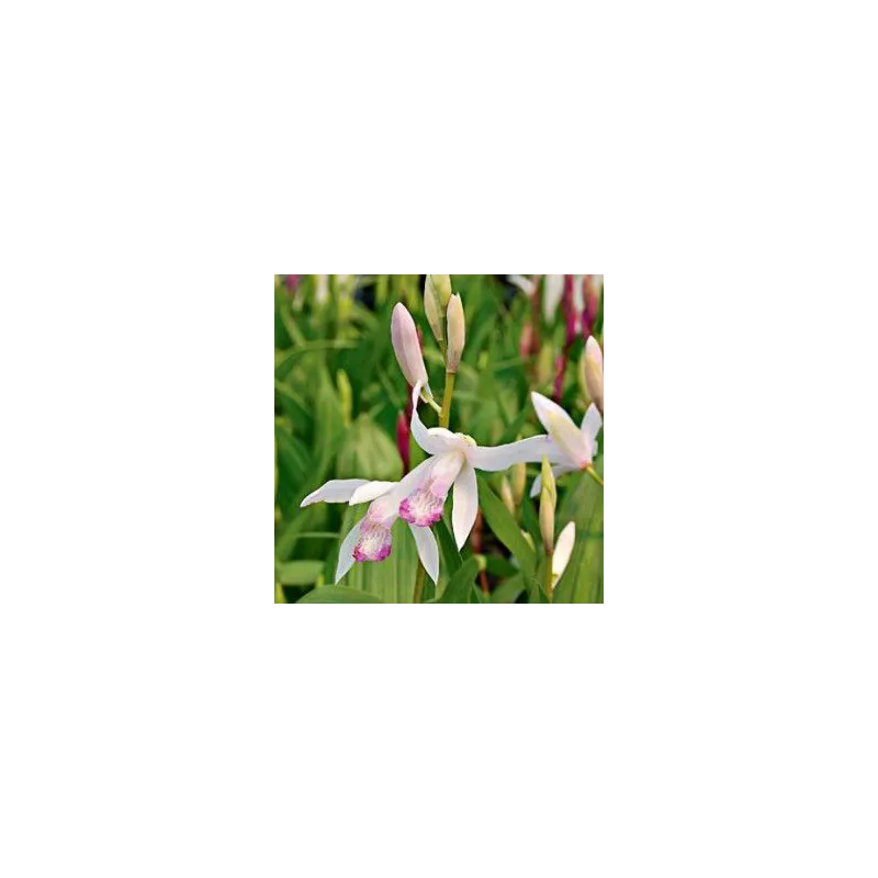 Bletilla Kuchibeni