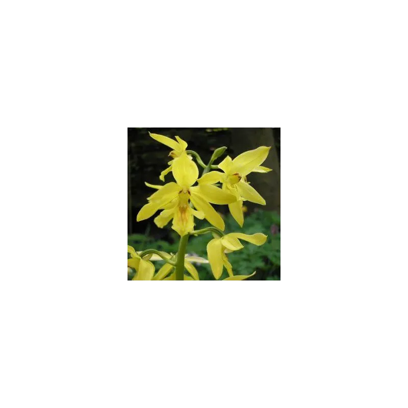 Calanthe sieboldii