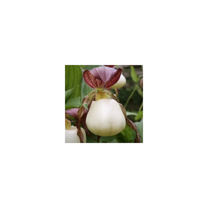 Cypripedium kentuckiense