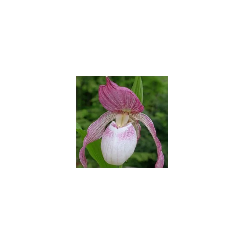 Cypripedium "Philipp"
