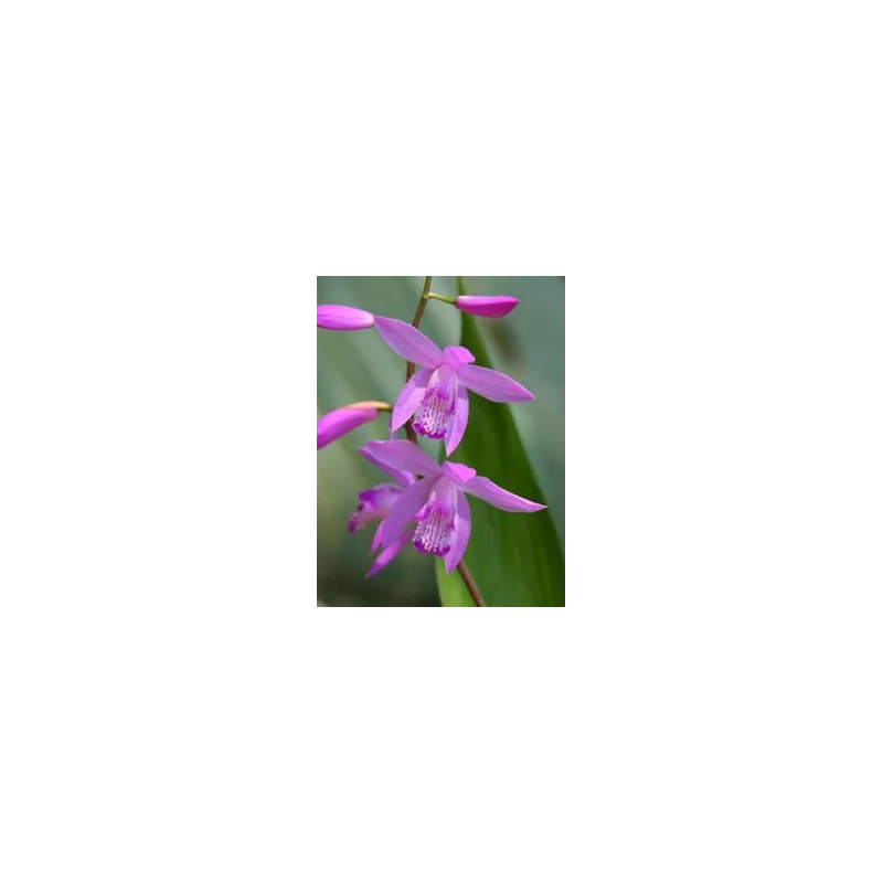 Bletilla striata purple