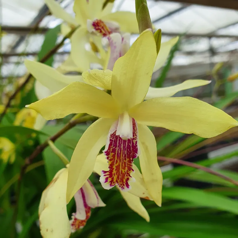 Bletilla striata Yellow