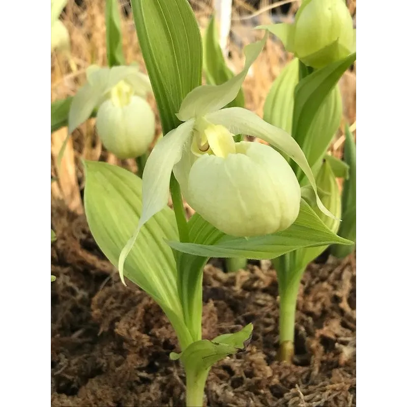 Cypripedium Bernd Pastel