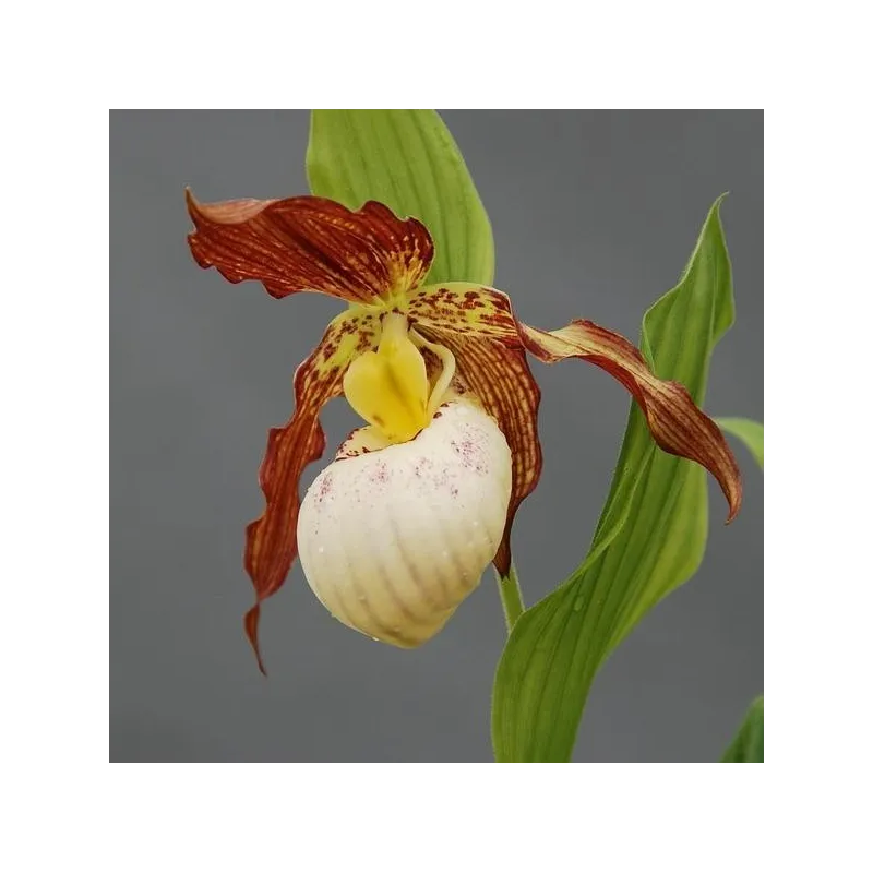 Cypripedium Gabriela