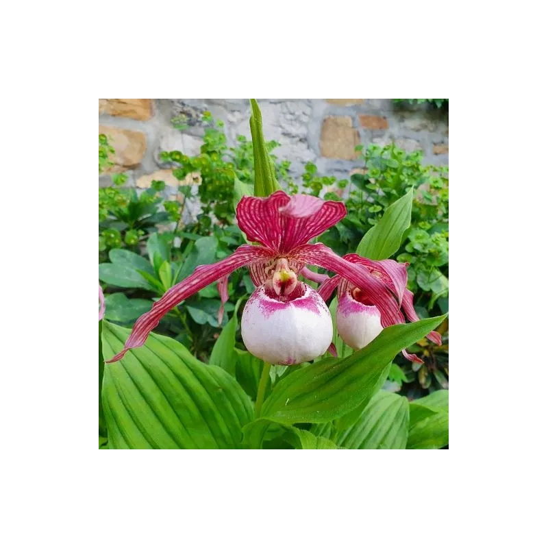 Cypripedium Lucy Pinkepank