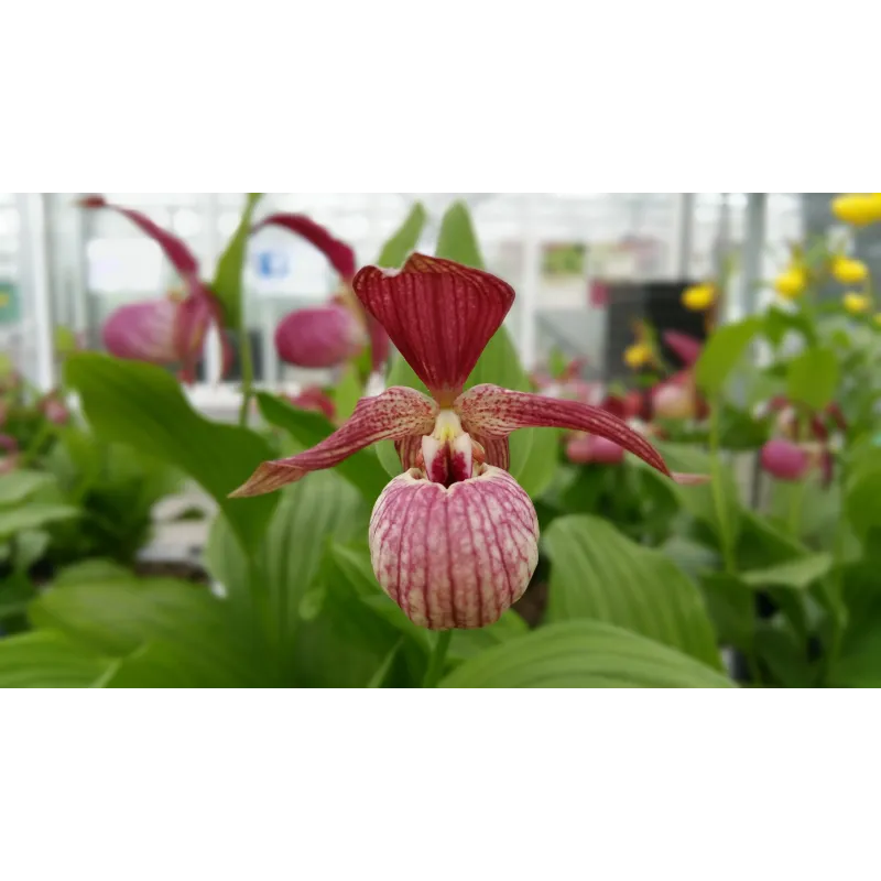 Cypripedium ventricosum red