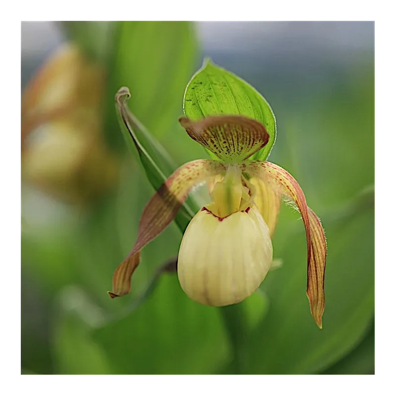 Cypripedium Victoria