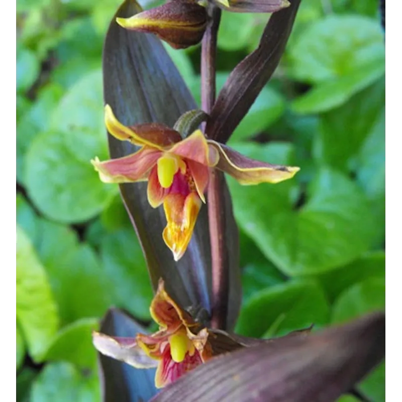 Epipactis Night Serpentine