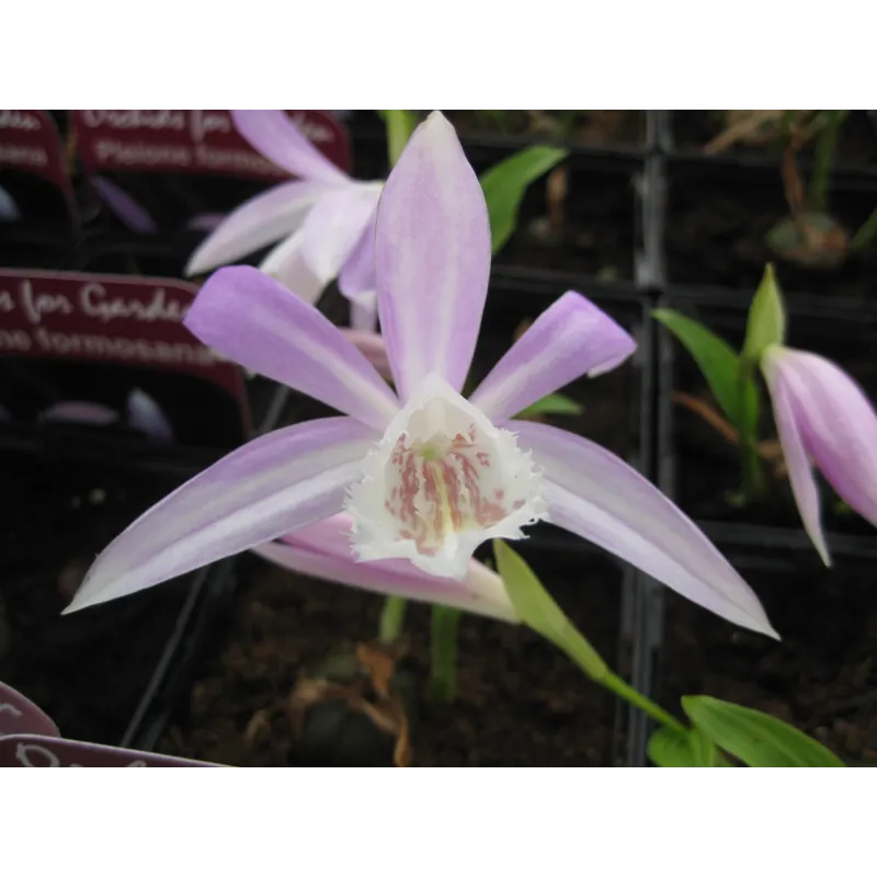 Pleione formosana