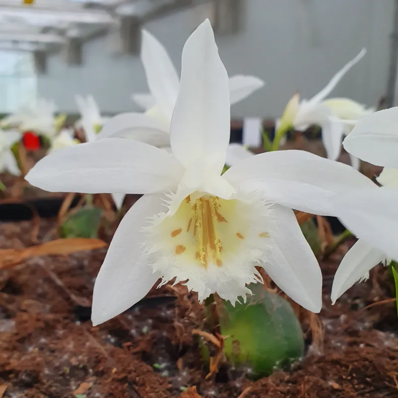 Pleione Glacier peak