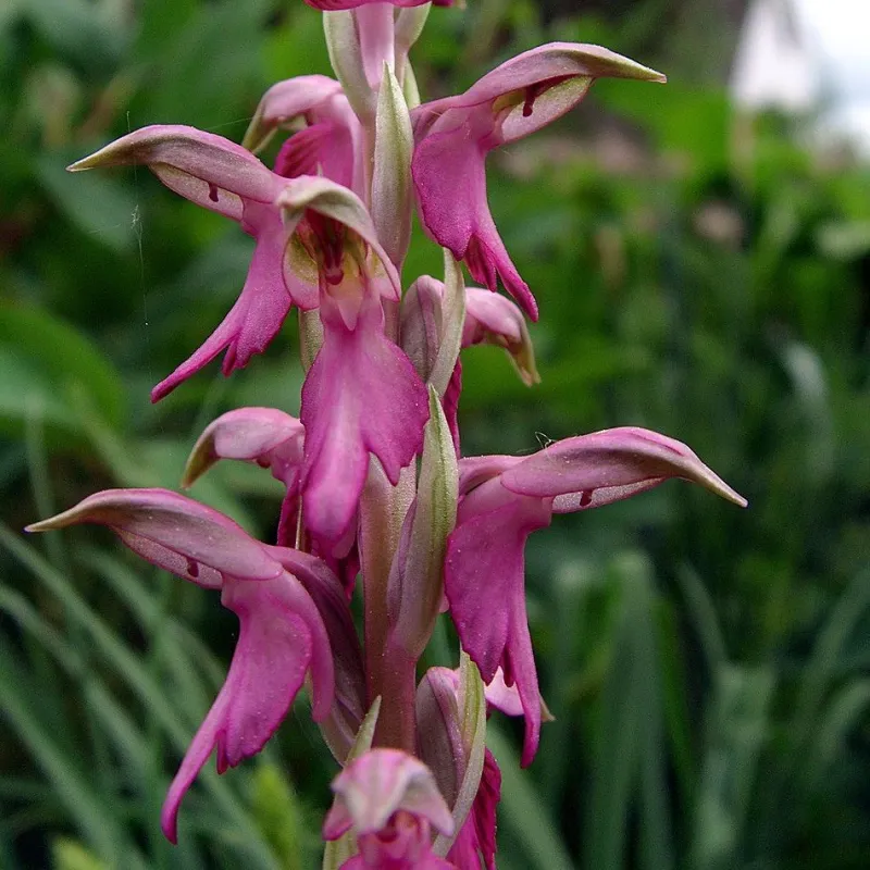 Orchis sancta