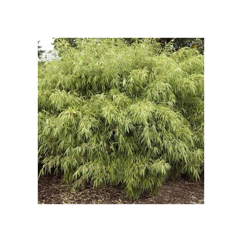 Fargesia rufa - pot 5 ltr