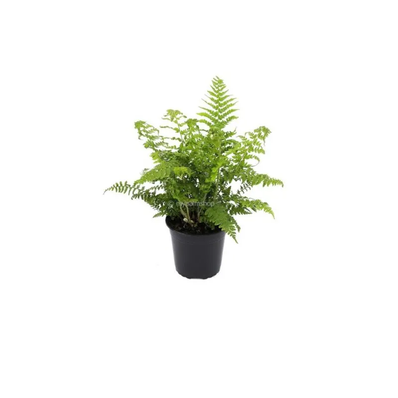 Polystichum proliferum - pot 2 ltr