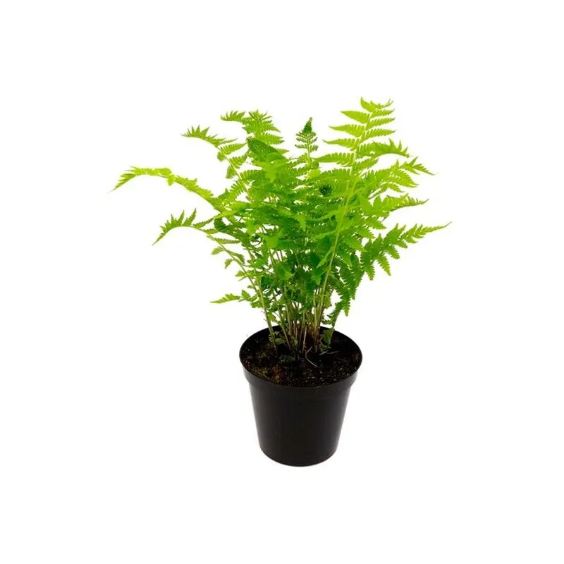 Matteuccia struthiopteris 0,7 Ltr pot