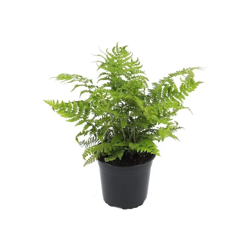Polystichum braunii - pot 0,7 ltr