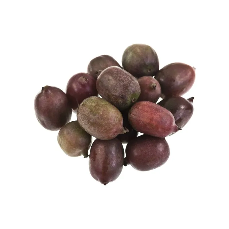 Actinidia arguta Ken's Red 2 ltr