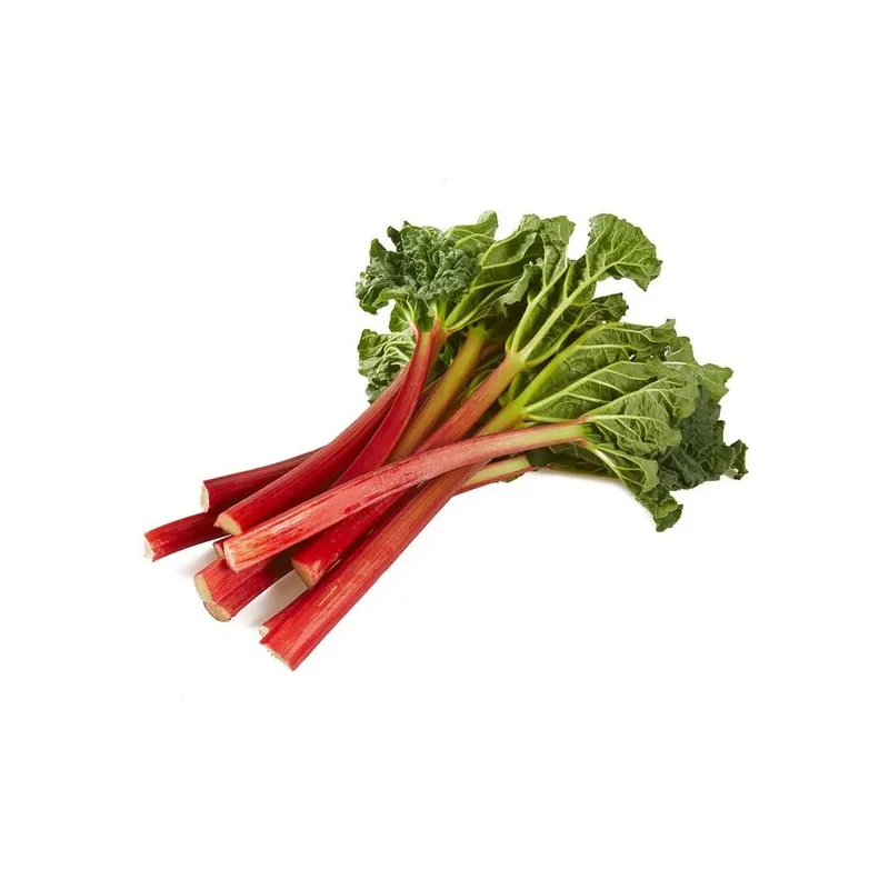 Rheum rhabarbarm Red Champagne - hauteur totale 40-60 cm - pot 2 ltr