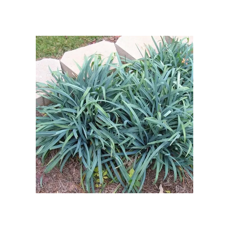 Carex laxiculmis Bunny Blue - hauteur totale 40-50 cm - pot 2 ltr