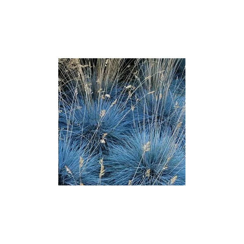 Festuca glauca Elijah Blue - hauteur totale 30-40 cm - pot 2 ltr
