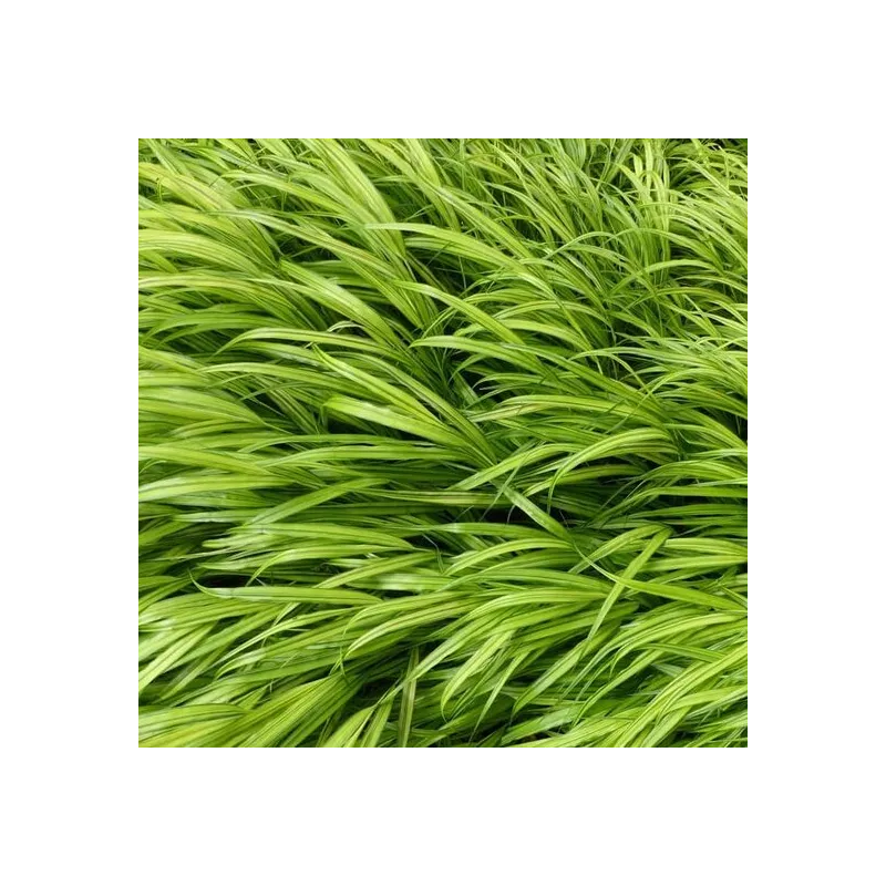 Hakonechloa macra Aureola - hauteur totale 30-40 cm - pot 2 ltr