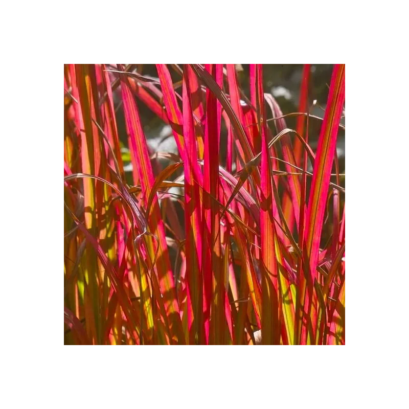 Imperata cylindrica Red Baron - hauteur totale 40-50 cm - pot 2 ltr