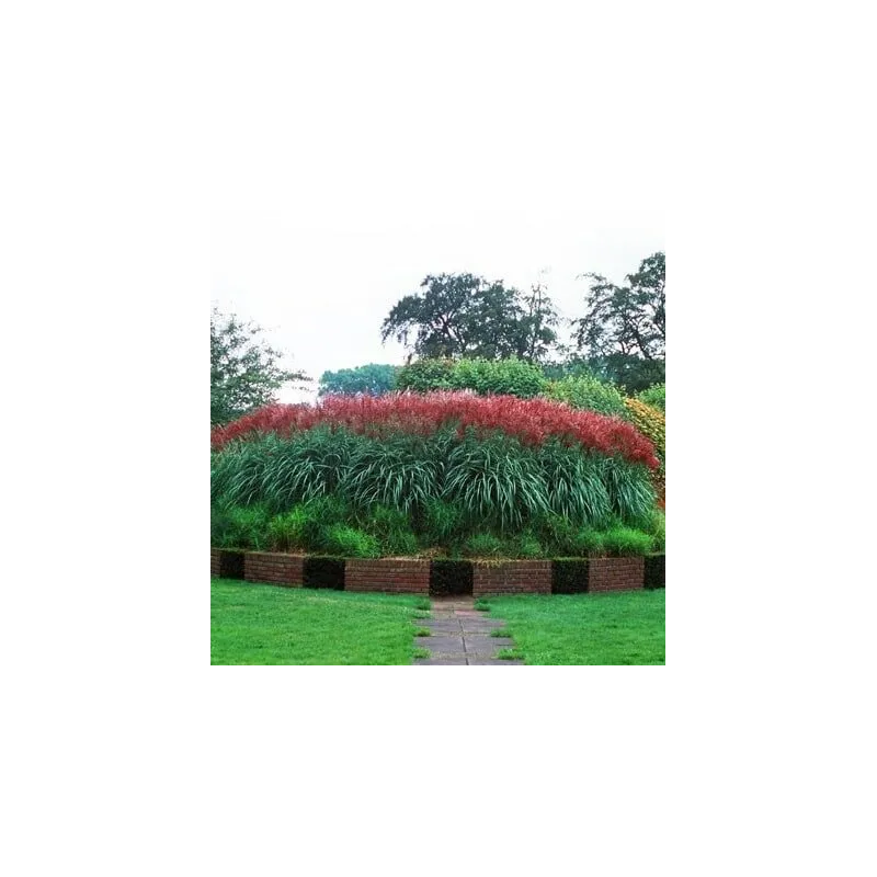 Miscanthus sinensis Ferner Osten - hauteur totale 50-60 cm - pot 2 ltr