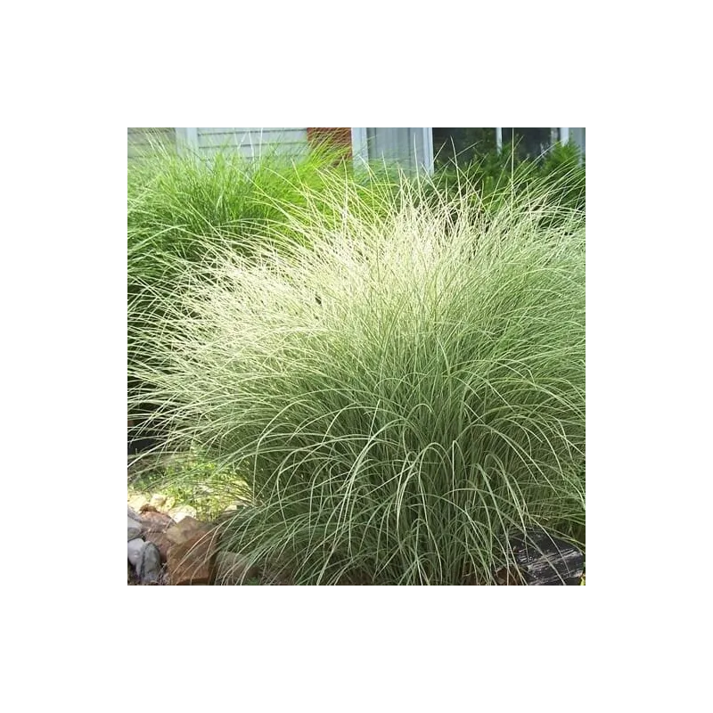 Miscanthus sinensis Morning Light - hauteur totale 50-60 cm - pot 2 ltr