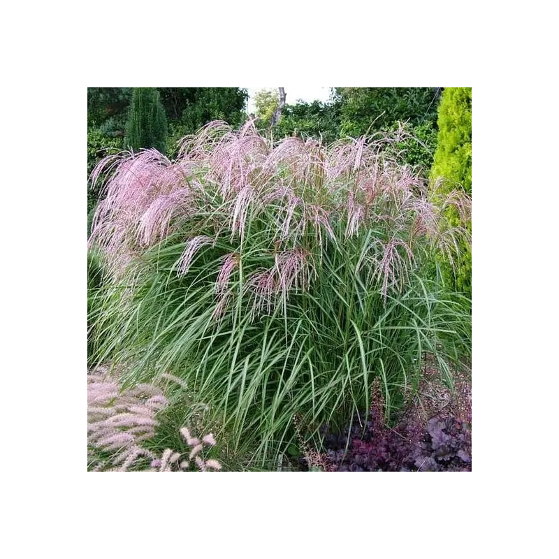 Miscanthus sinensis Flamingo - hauteur totale 50-60 cm - pot 2 ltr