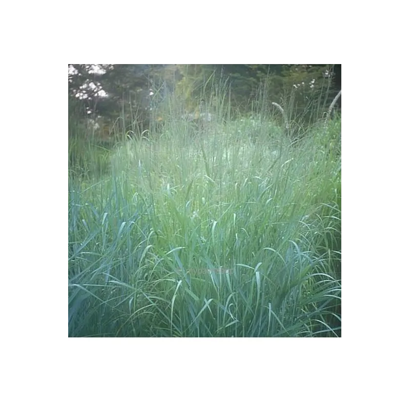 Panicum virgatum Prairy Sky - pot 5 ltr