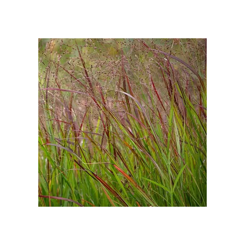 Panicum virgatum Squaw - hauteur totale 50-60 cm - pot 2 ltr