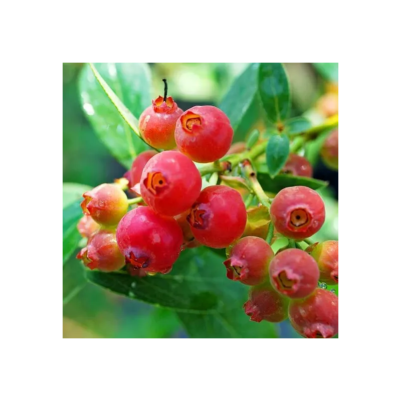 Vaccinium corymbosum pink lemonade - pot 2 ltr