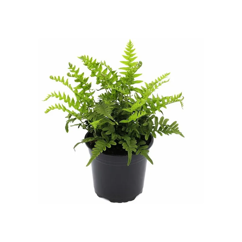 Polypodium vulgare - pot 0.7 ltr