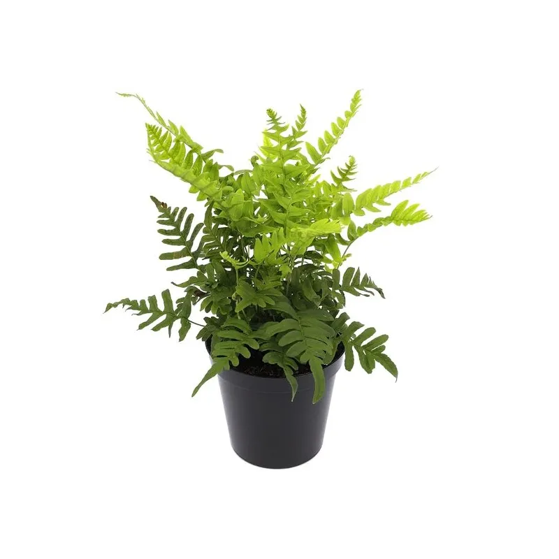 Polypodium vulgare - pot 2 ltr