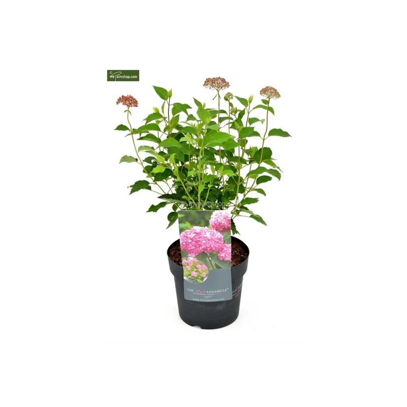 Hydrangea arborescens Pink Annabelle 3 ltr