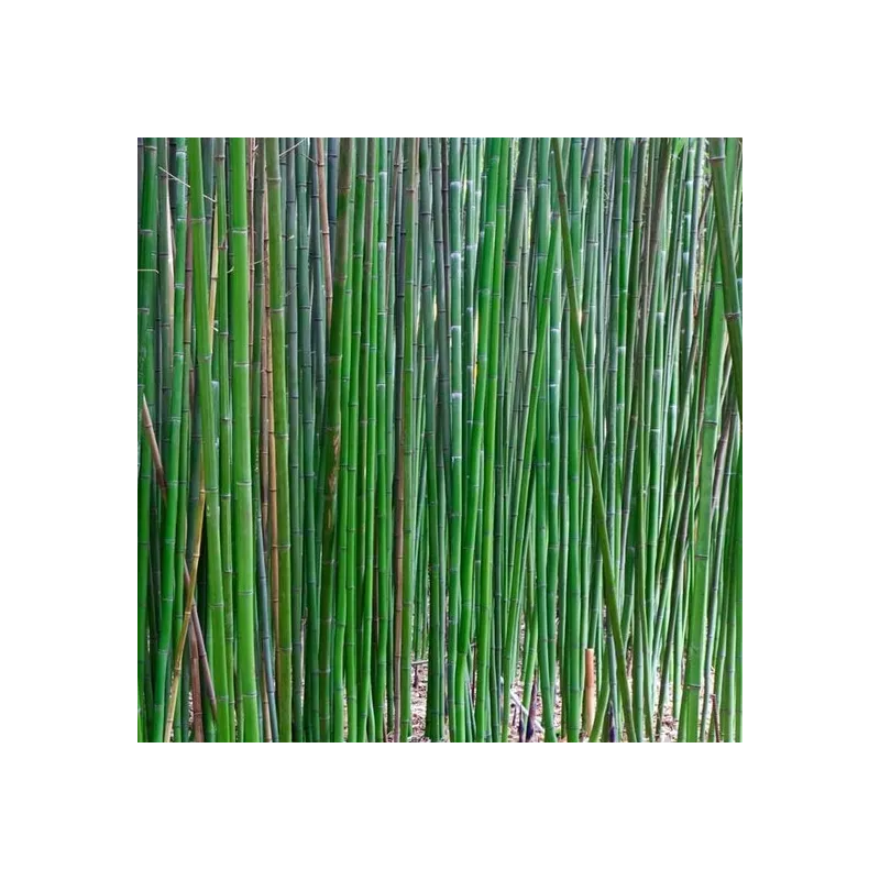 Semiarundinaria fastuosa Viridis - hauteur totale 125+ cm - pot 5 ltr