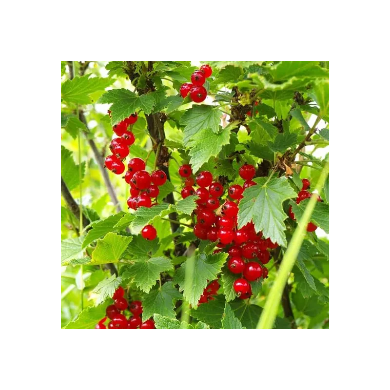 Ribes rubrum Jonkheer van Tets - pot 2 Ltr