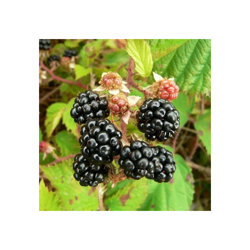 Rubus fruticosus sp. Black Satin 2 ltr pot